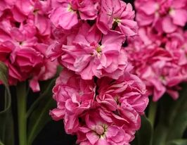 Левкой матіола Кетс пінккупити