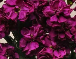 Левкой матиола Кетс пурпурная купить