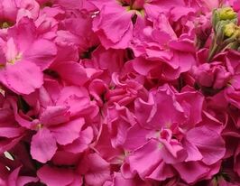 Левкой матиола Кетс розовая купить