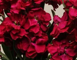 Левкой матиола Кетс рубиновая купить