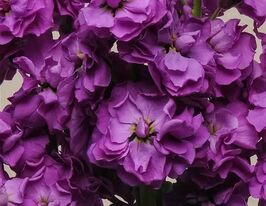 Левкой матиола Кетс синяя купить