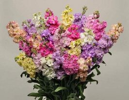 Левкой матіола Кетс сумішкупити