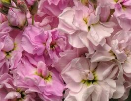 Левкой матіола Кетс черрікупити