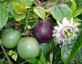 Пассифлора Съедобная купить