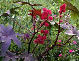 Клещевина бронзолистая Импала купить