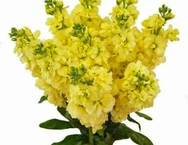 Левкой сивий Буш екса жовтийкупити