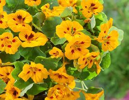 Настурція Тіп-Топ Ледібірдкупити