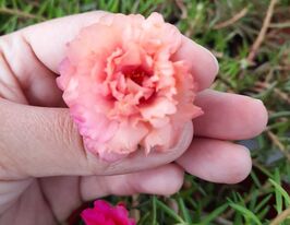 Портулак махровий Кораловийкупити