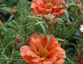 Портулак махровый Коралловый купить