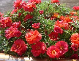 Портулак махровий крупноквітковий Червонийкупити