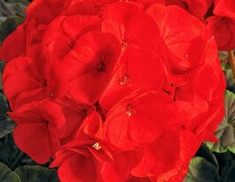 Пеларгонія зональна Буллс Ай F1 скарлеткупити