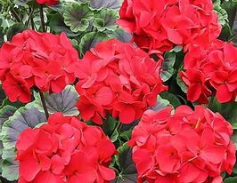 Пеларгонія зональна Буллс Ай F1 червонакупити