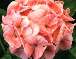 Пеларгонія зональна Мультиблум F1 лососевакупити