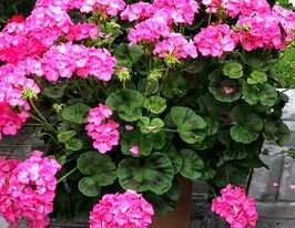 Пеларгонія зональна Мультиблум F1 пінккупити