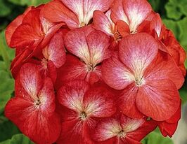 Пеларгонія зональна Мультиблум F1 скарлет айскупити