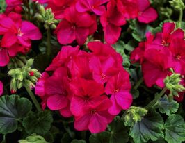 Пеларгонія зональна Мультиблум F1 фіолетовакупити