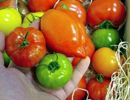 Томати Суміш різнокольорових томатівкупити
