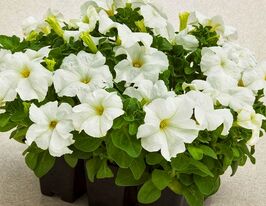 Петунія грандіфлора Лімбо F1 білакупити