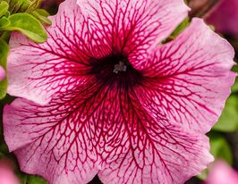 Петунія грандіфлора Лімбо F1 орхід з прожилкамикупити