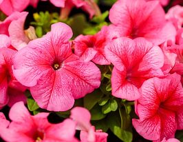 Петунія грандіфлора Лімбо F1 рожева з прожилкамикупити