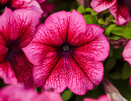 Петунія грандіфлора Лімбо F1 сливовакупити