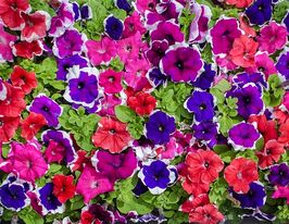 Петунія грандіфлора Лімбо F1 суміш пікотекупити
