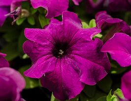 Петунія грандіфлора Лімбо F1 темно-пурпуровакупити
