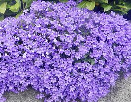 Обриета гибридная Каскадная фиолетовая купить