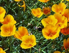 Ешольція каліфорнійська Голден Весткупити