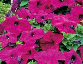 Петунія грандіфлора Лімбо F1 фіолетовакупити