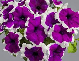 Петунія грандіфлора Лімбо F1 фіолетове пікотекупити