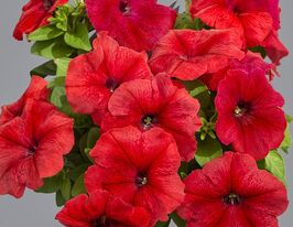 Петунія грандіфлора Лімбо F1 червонакупити