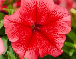 Петунія Лімбо F1 червона з прожилкамикупити