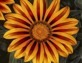 Газанія жорстоколиста Фрості Кісс F1 Оранж флеймкупити