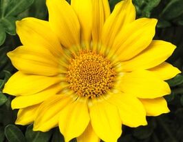 Газанія жорстколиста Газу F1 жовтакупити