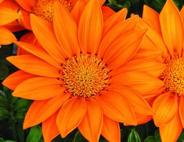 Газанія жорстколиста Газу F1 помаранчевакупити