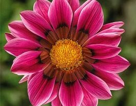 Газанія жорстколиста Кісс F1 рожевакупити