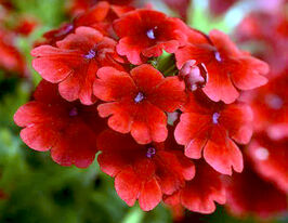 Вербена Кварц ХР F1 Скарлеткупити