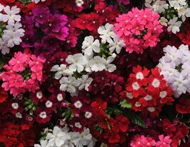 Вербена Кварц ХР F1 Сумішкупити