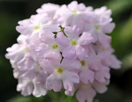 Вербена Кварц ХР F1 Сильвер купить