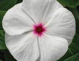 Катарантус рожевий СанШторм F1 білий з вічкомкупити