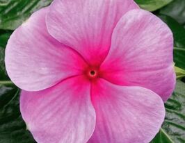 Катарантус рожевий СанШторм F1 блашкупити