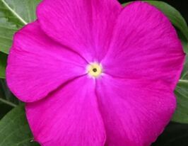 Катарантус рожевий СанШторм F1 діп орхідкупити