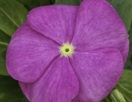 Катарантус рожевий СанШторм F1 діп пінккупити