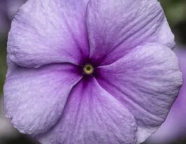 Катарантус рожевий СанШторм F1 пурпурнийкупити