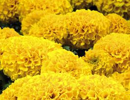 Чорнобривці африканські Діскавері F1 жовтікупити