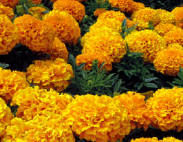 Чорнобривці африканські Діскавері F1 помаранчевікупити