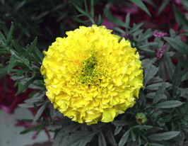 Чорнобривці Антігуа F1 лимоннікупити