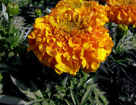 Чорнобривці Антігуа F1 помаранчевікупити