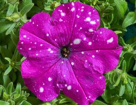 Петуния миллифлора Дот Стар F1 темно-фиолетовая купить